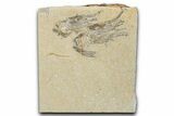 Two Cretaceous Fossil Shrimp - Lebanon #349679-1